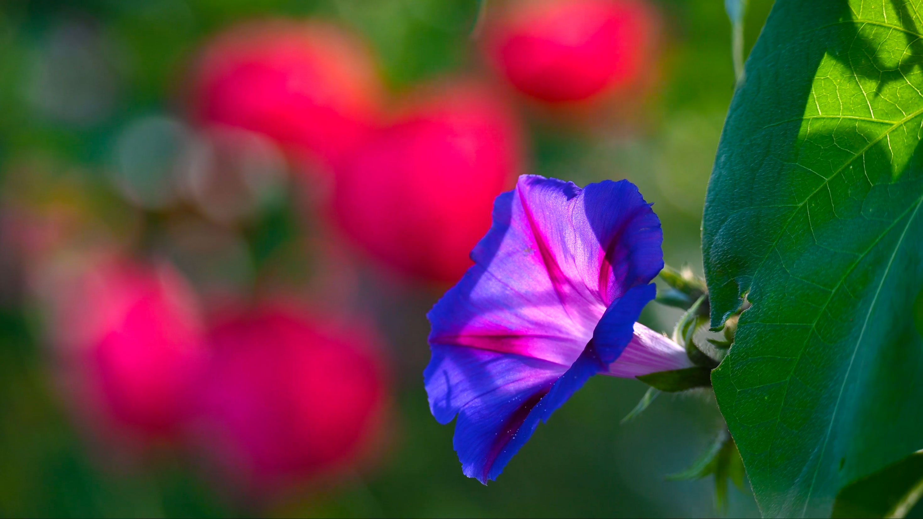 Capture de Jardins suspendus